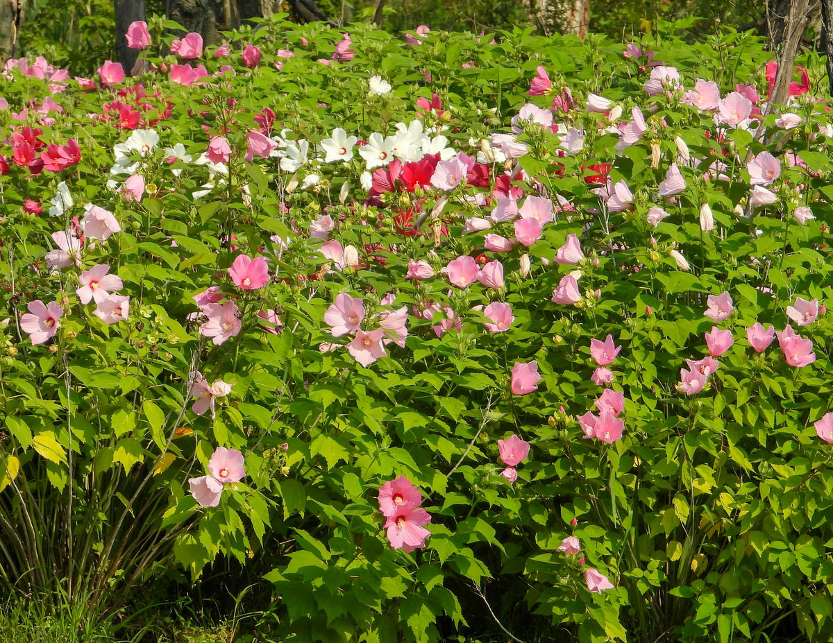 25 MIXED LUNA HIBISCUS Moscheutos Hardy Mixed Colors - Red, Hot Pink, Pink & White Swirl, and White Flower Seeds