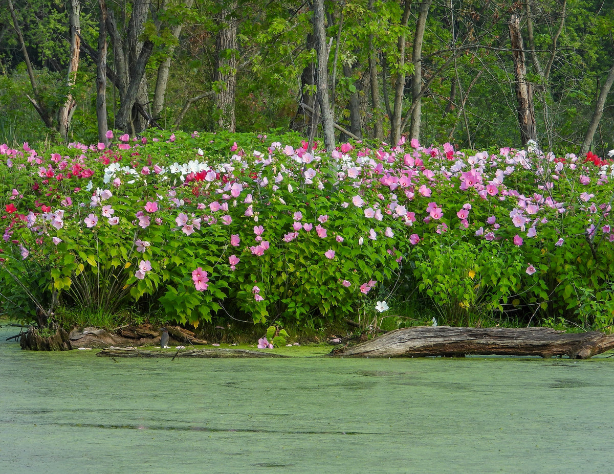 25 MIXED LUNA HIBISCUS Moscheutos Hardy Mixed Colors - Red, Hot Pink, Pink & White Swirl, and White Flower Seeds