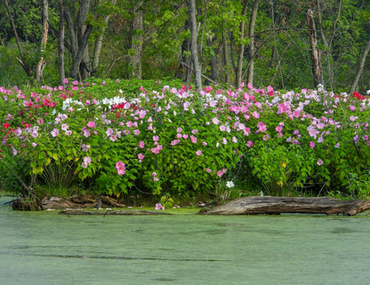 25 MIXED LUNA HIBISCUS Moscheutos Hardy Mixed Colors - Red, Hot Pink, Pink & White Swirl, and White Flower Seeds