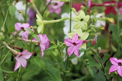 100 Heirloom MIXED COLORS NICOTIANA (Ornamental Flowering Tobacco) Nicotiana Alata Flower Seeds