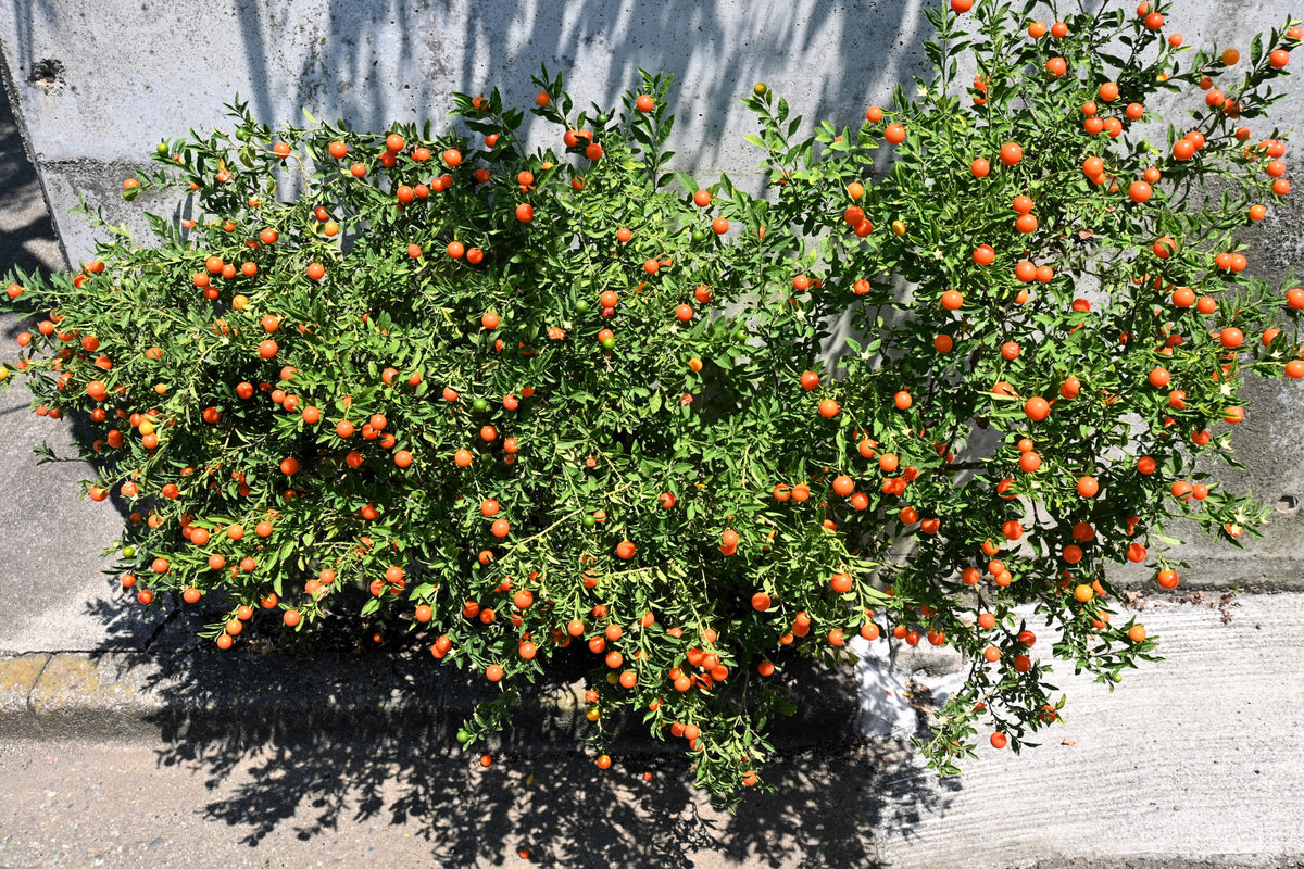 25 JERUSALEM CHERRY Madeira Winter Solanum Pseudocapsicum Flower Seeds