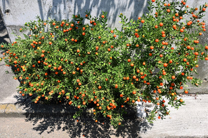 25 JERUSALEM CHERRY Madeira Winter Solanum Pseudocapsicum Flower Seeds