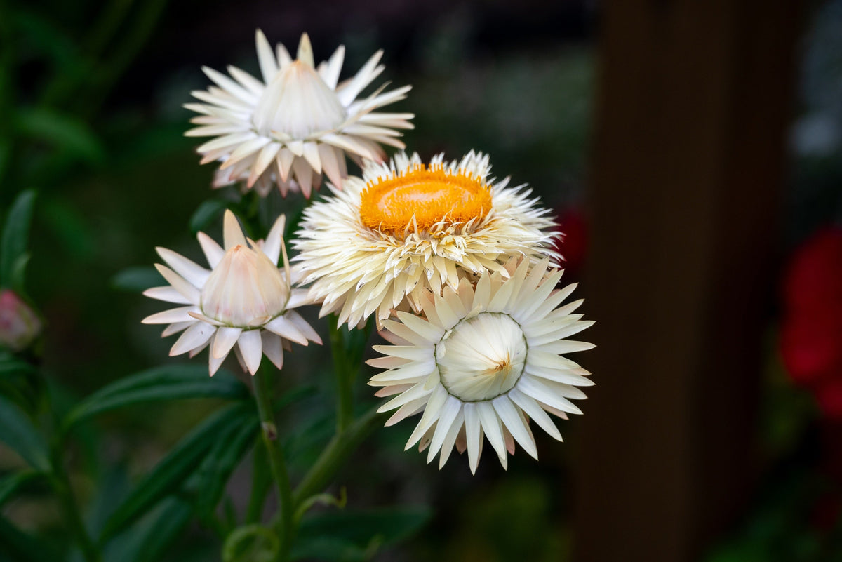 100 WHITE DOUBLE STRAWFLOWER Helichrysum Monstrosum Xerochrysum Bracteatum Flower Seeds