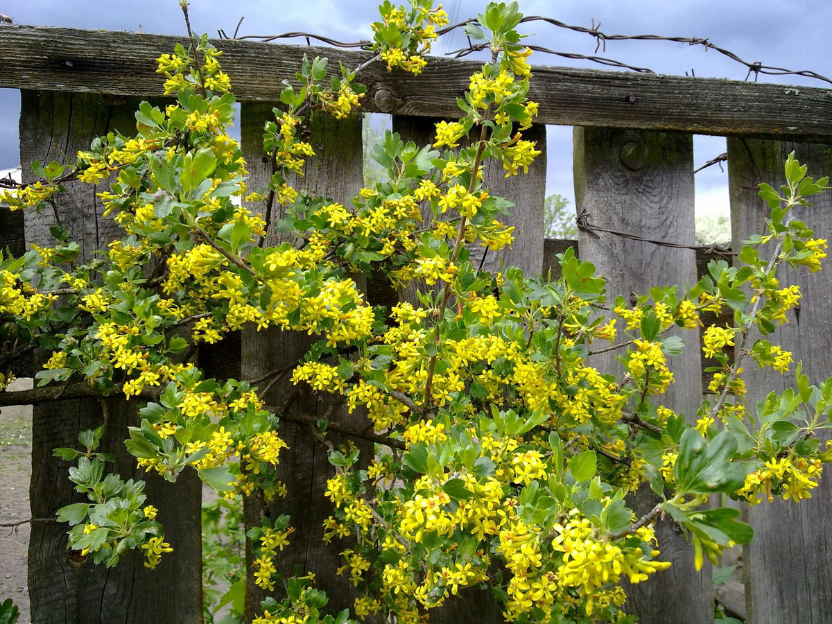 20 GOLDEN CURRANT SHRUB Black Fruit Yellow Flower Ribes Chrysobotrya Aurea Seeds