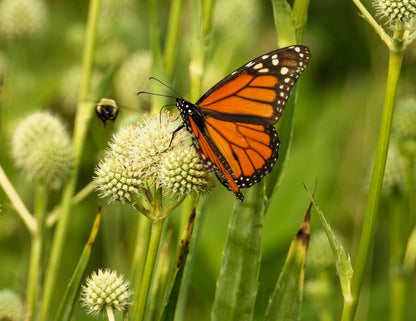 200 RATTLESNAKE MASTER / Button Snakeroot  Eryngium Yuccifolium Flower Seeds