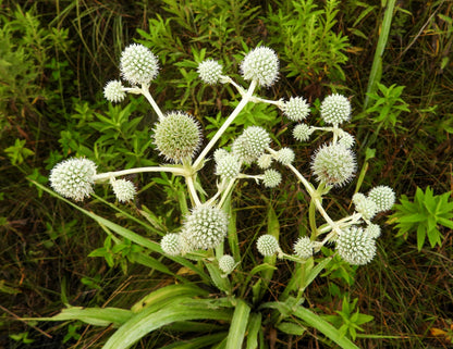 200 RATTLESNAKE MASTER / Button Snakeroot  Eryngium Yuccifolium Flower Seeds