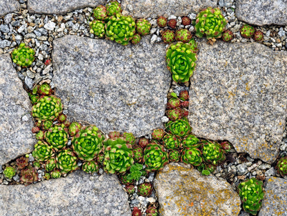 25 MIXED HENS & CHICKS Chickens Succulent (Live Forever) Sempervivum Flower Seeds