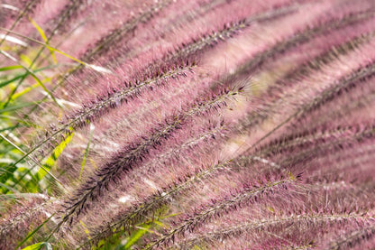 25 PURPLE FOUNTAIN GRASS Ornamental Pennisetum Setaceum Dark Burgundy Flower Seeds