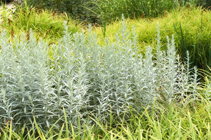 200 PRAIRIE SAGE (Wormwood / Fringed Sagebrush / Sagewort) Artemisia Ludoviciana Flower Seeds