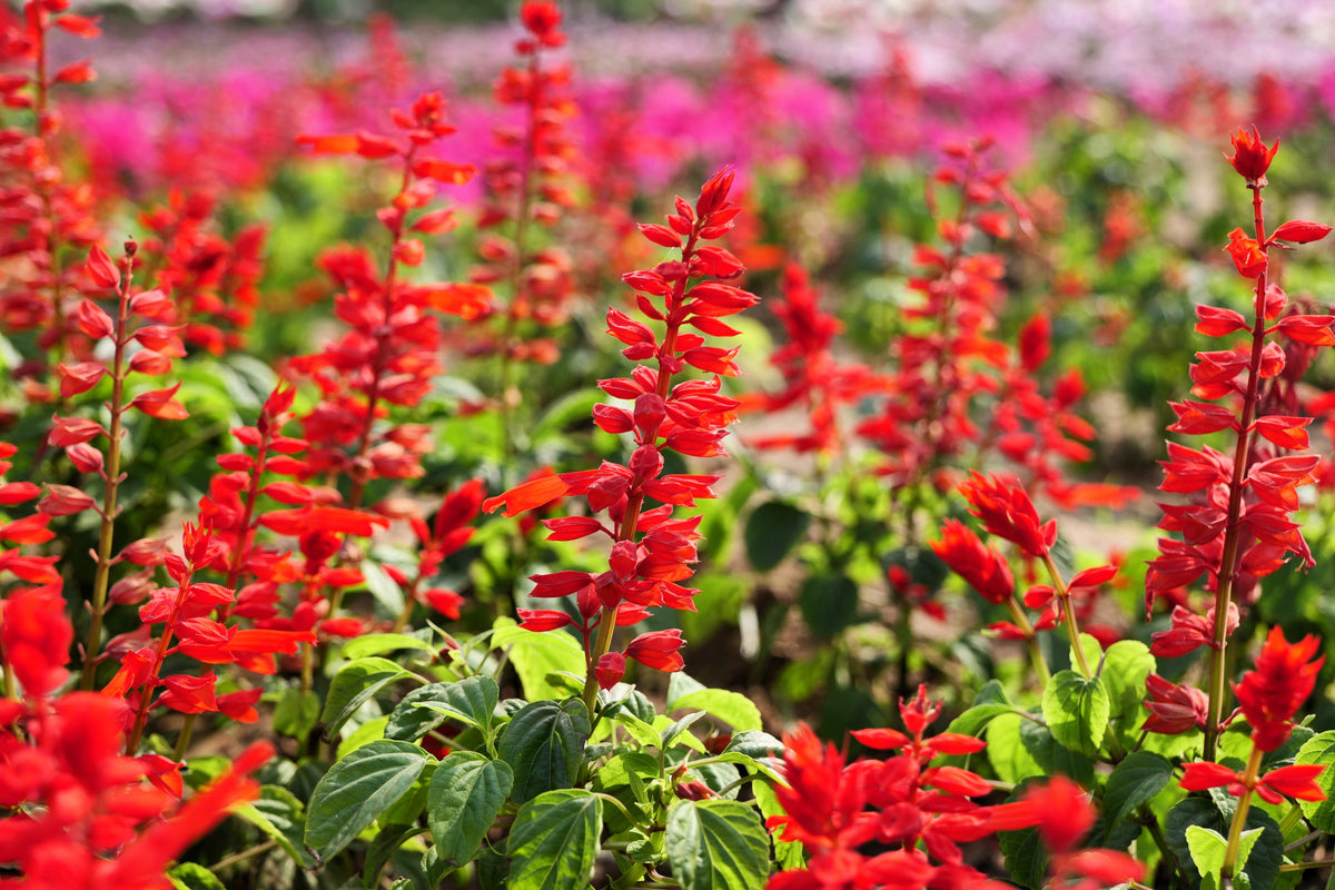 400 SCARLET SAGE (Lady-In-Red Salvia / Blood Sage / Red Texas Sage) Salvia Coccinea Flower Seeds