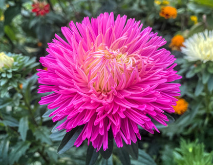 50 Mixed OSTRICH PLUME ASTER Feather Spider Callistephus Chinensis Flower Seeds