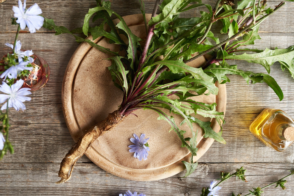 1000 CHICORY (Blue Daisy / Blue Sailors / Coffeeweed / Succory) Cichorium Intybus Flower Herb Seeds