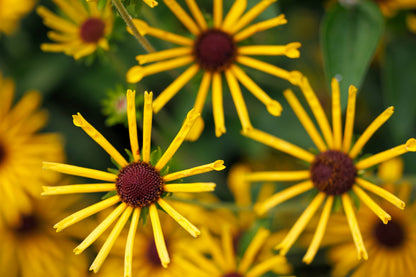 300 SWEET CONEFLOWER Rudbeckia Subtomentosa Yellow Black Eyed Susan Flower Seeds
