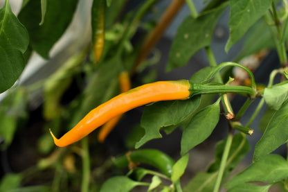 100 MIXED CAYENNE PEPPER Hot Yellow Purple Orange Red Green Capsicum Vegetable Seeds