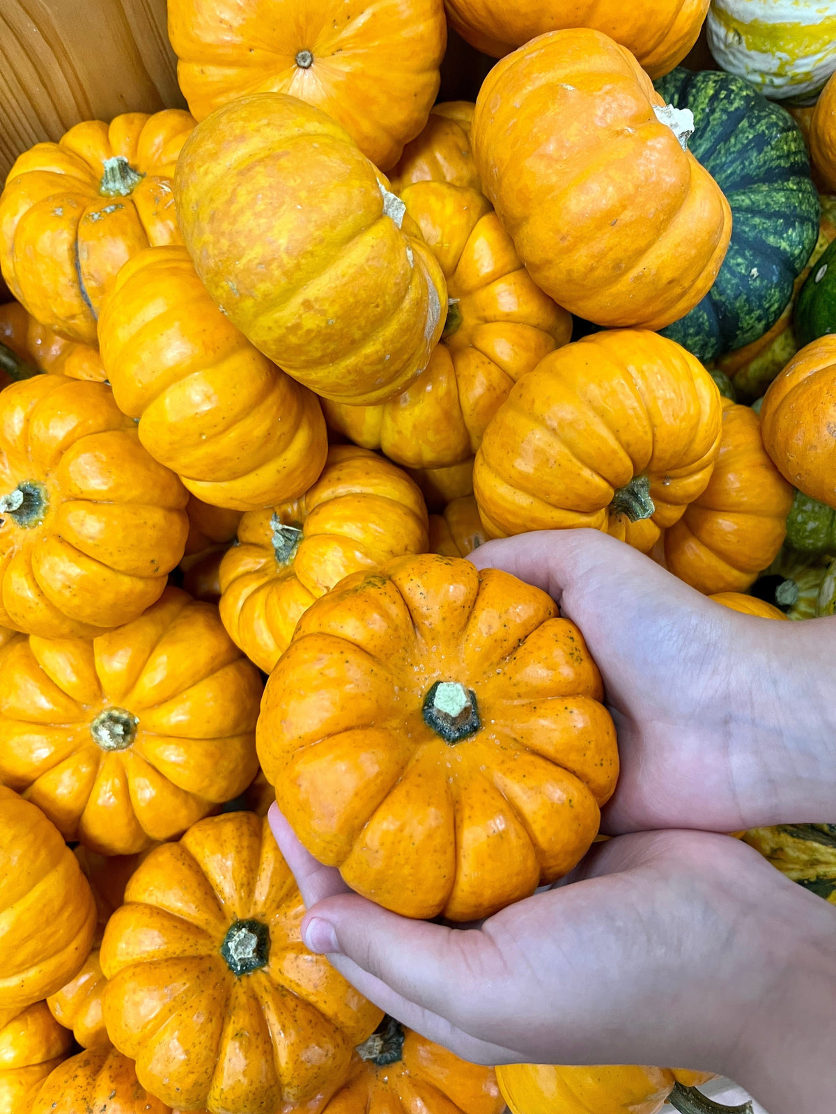 20 JACK Be LITTLE PUMPKIN Miniature Vegetable Cucurbita Pepo Seeds