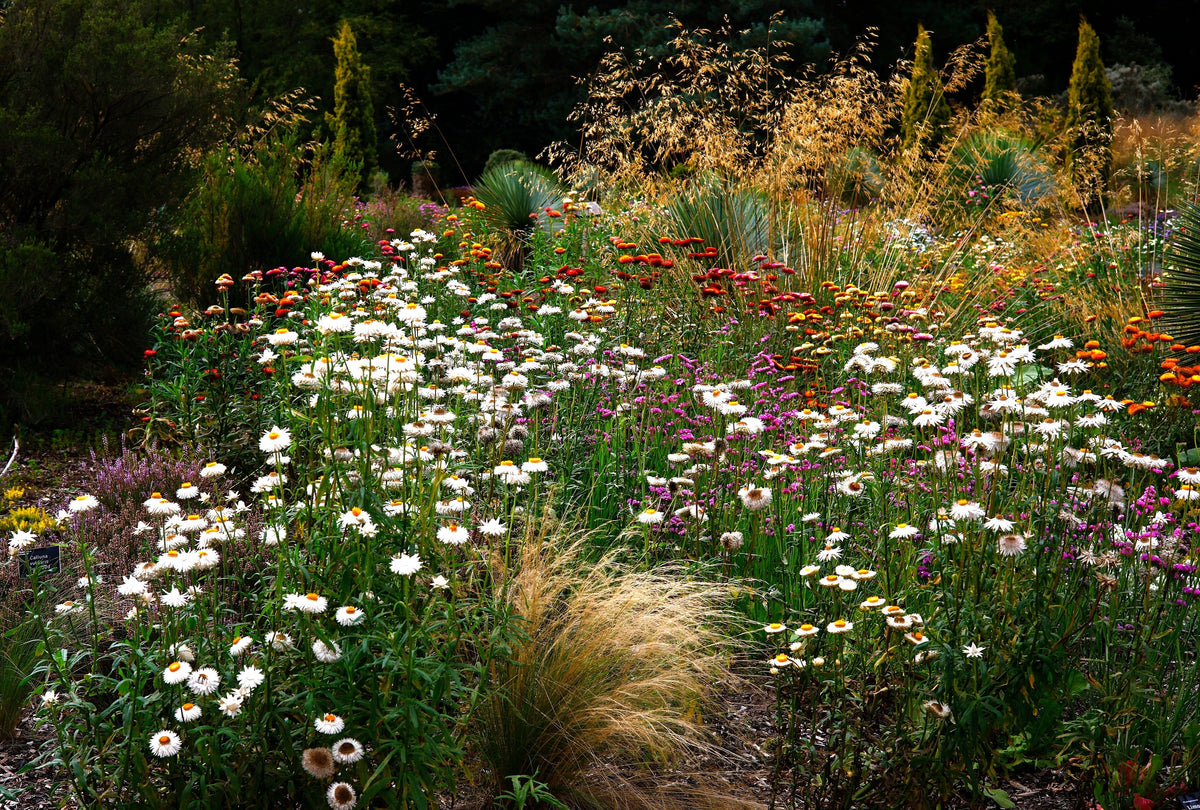 100 WHITE DOUBLE STRAWFLOWER Helichrysum Monstrosum Xerochrysum Bracteatum Flower Seeds