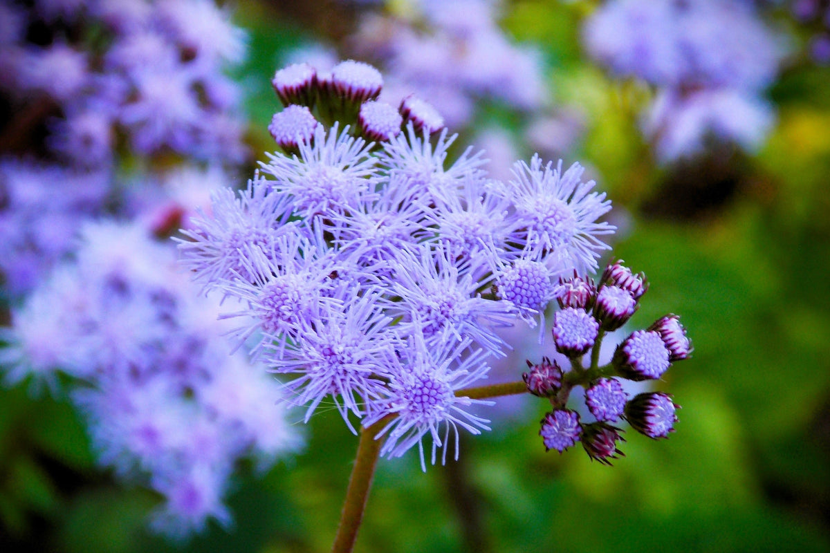 50 Mixed Colors JOE PYE WEED Eupatorium Maculatum Flower Seeds