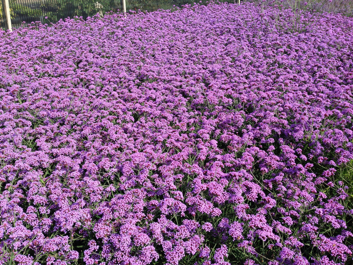 150 BUENOS AIRES VERBENA Brazilian Purple Bonariensis Patagonica Flower Seeds