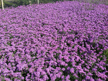 150 BUENOS AIRES VERBENA Brazilian Purple Bonariensis Patagonica Flower Seeds