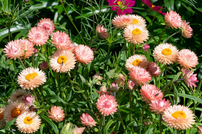 100 APRICOT & PEACH STRAWFLOWER Organic Mix Coral Paper Daisy Helichrysum Xerochrysum Bracteatum Flower Seeds