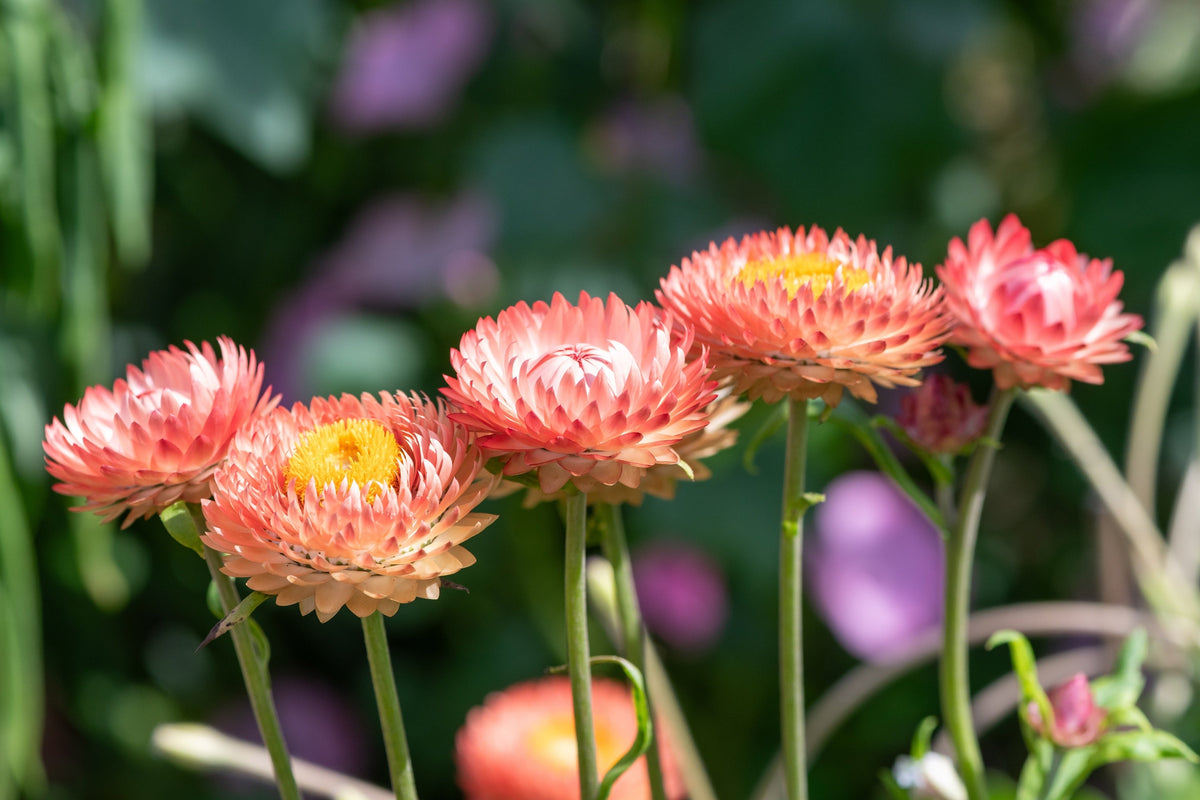 100 APRICOT & PEACH STRAWFLOWER Organic Mix Coral Paper Daisy Helichrysum Xerochrysum Bracteatum Flower Seeds