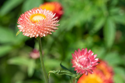 100 APRICOT & PEACH STRAWFLOWER Organic Mix Coral Paper Daisy Helichrysum Xerochrysum Bracteatum Flower Seeds