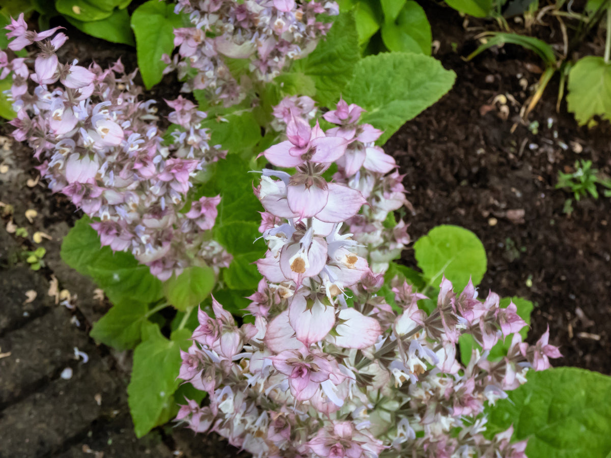 50 WHITE Swan CLARY SAGE Salvia Viridis Horminum Herb Flower Seeds