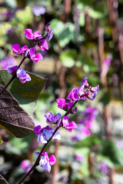 10 Ruby Moon HYACINTH BEAN Lablab Purpureus Blue Purple White Flower Ornamental Vine Seeds