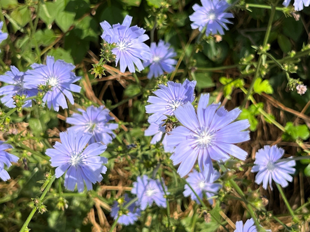 1000 CHICORY (Blue Daisy / Blue Sailors / Coffeeweed / Succory) Cichorium Intybus Flower Herb Seeds