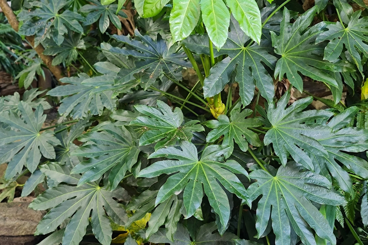 10 JAPANESE FATSI Shrub Flower Paperplant Fatsia Aralia Japonica Seeds