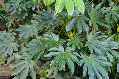 10 JAPANESE FATSI Shrub Flower Paperplant Fatsia Aralia Japonica Seeds
