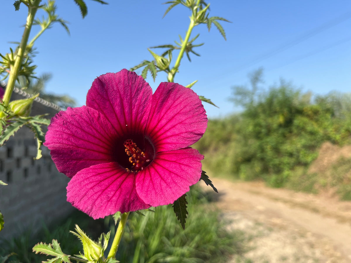 10 KENAF HIBISCUS Cannabinus Indian Hemp Red Flower Seeds