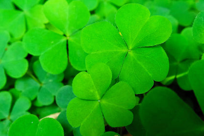 2000 MICROCLOVER Dwarf Miniature Trifolium Repens White Flower Clover Lawn Seeds