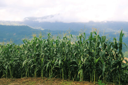 60 BICOLOR CORN DELECTABLE Yellow & White Zea Mays Vegetable Seeds