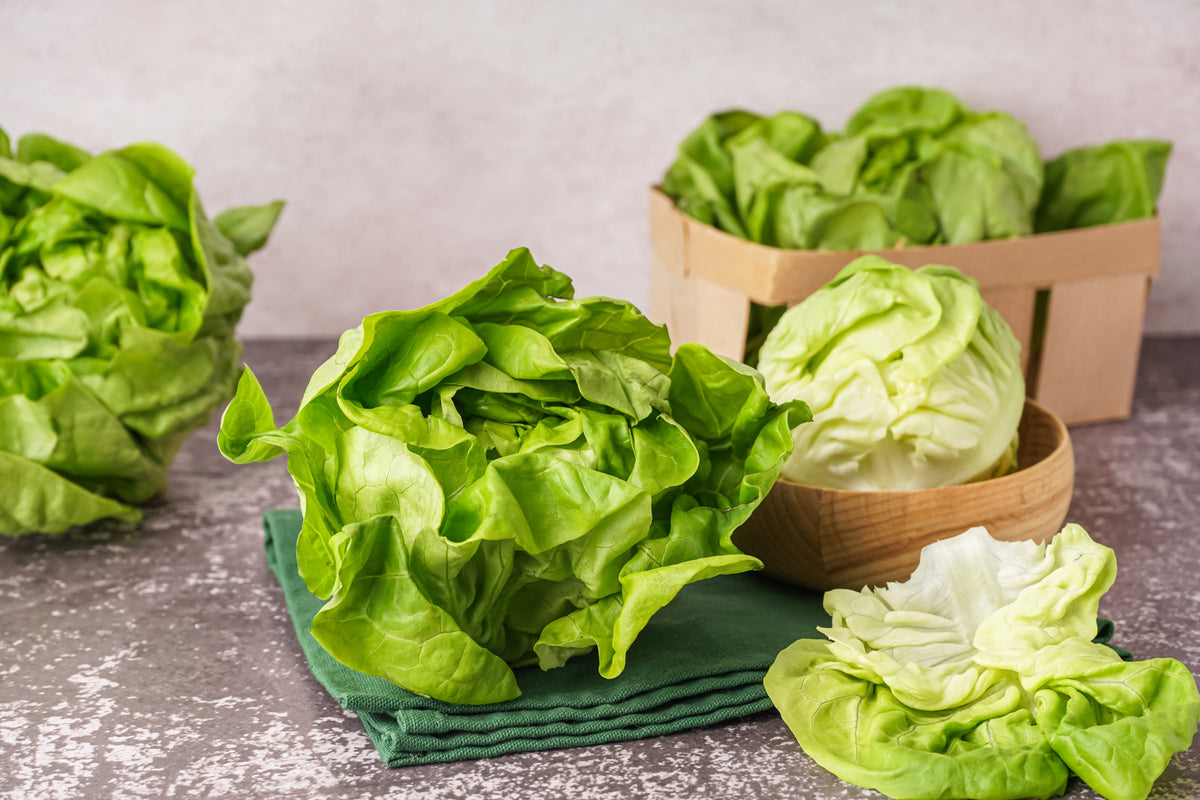 2000 BIBB LETTUCE Butterhead Lactuca Sativa Vegetable Seeds