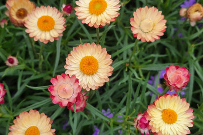 100 APRICOT & PEACH STRAWFLOWER Organic Mix Coral Paper Daisy Helichrysum Xerochrysum Bracteatum Flower Seeds