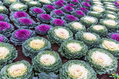 60 ORNAMENTAL KALE MIXED Colors Brassica Oleracea Flower Seeds