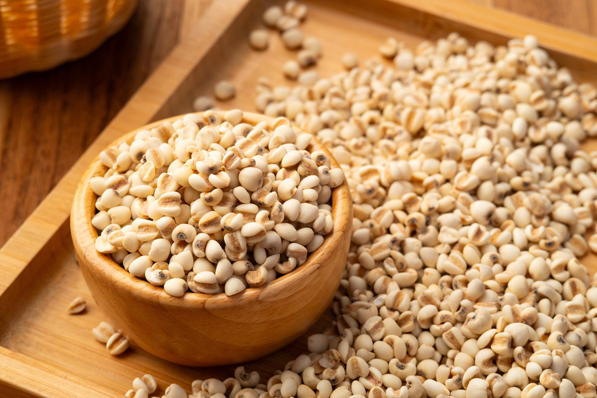 20 JOBS TEARS (Jobi / Coix / Yi Yi Ren / Junos Tears) Coix Lacryma Vegetable Seeds