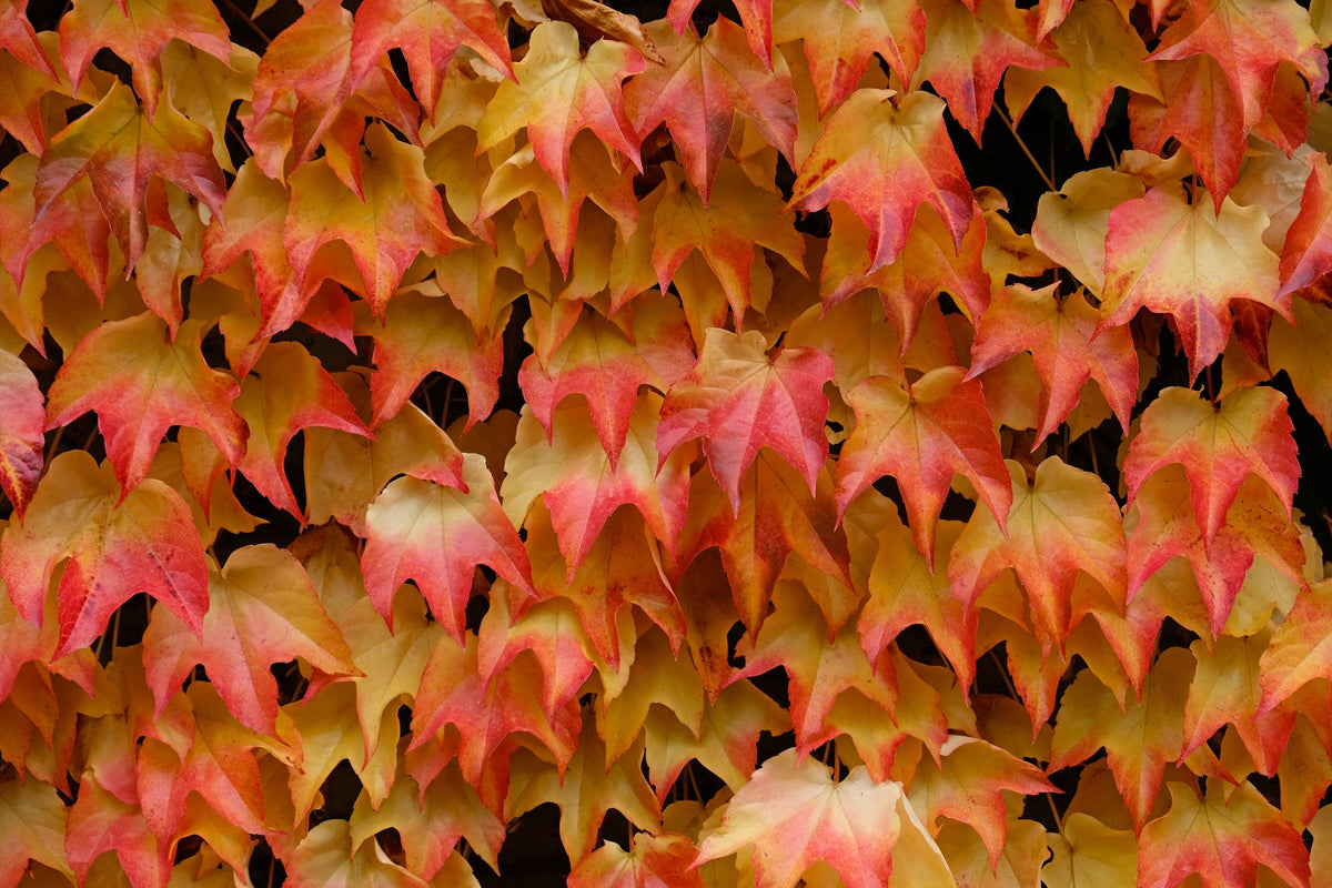 10 BOSTON IVY ( Bostonian Ivy / Wall Ivy ) Parthenocissus Tricuspidata Veitchii Vine Flower Seeds