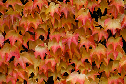 10 BOSTON IVY ( Bostonian Ivy / Wall Ivy ) Parthenocissus Tricuspidata Veitchii Vine Flower Seeds