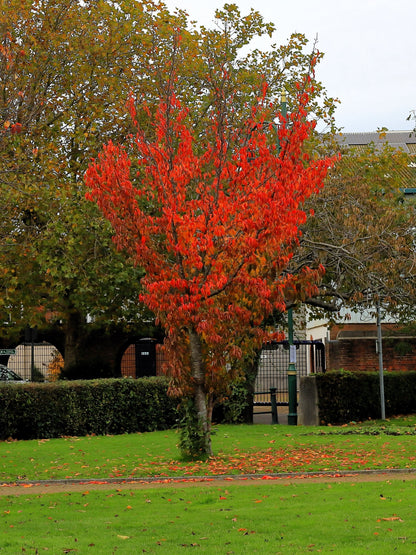 20 Tatarian FLAME MAPLE TREE Red Acer Tataricum Seeds
