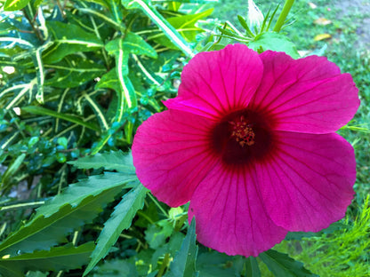 10 KENAF HIBISCUS Cannabinus Indian Hemp Red Flower Seeds