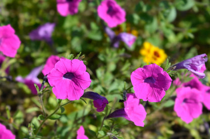 200 Pink LAURA BUSH PETUNIA Violacea Integrifolia Perennial Frilled Trumpet Flower Seeds