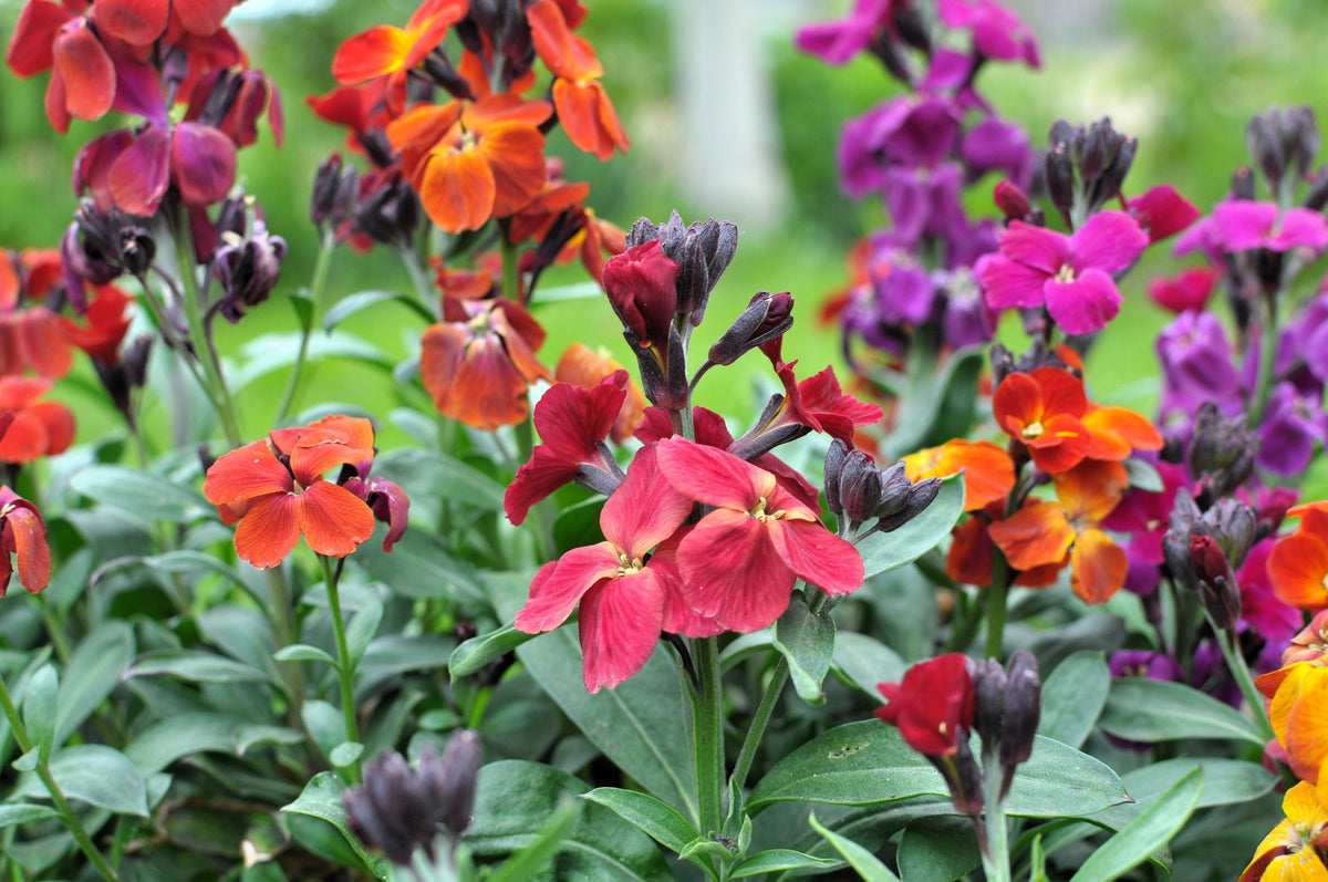 300 Mixed Colors ENGLISH Aegean WALLFLOWER Cheiranthus Cheiri Erysimum Pink Red Yellow Purple Bicolor Flower SeedsSeeds