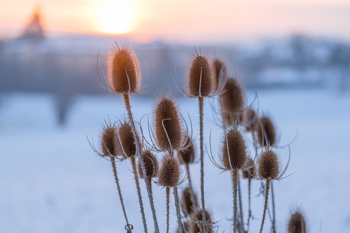 75 FULLERS TEASEL Indian Teasel Dipsacus Sativus White Flower Herb Seeds