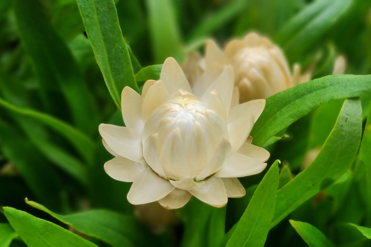 100 WHITE DOUBLE STRAWFLOWER Helichrysum Monstrosum Xerochrysum Bracteatum Flower Seeds