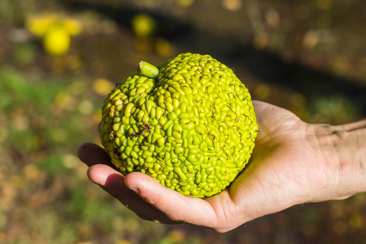10 HEDGE APPLE Osage Orange Horse Apple Monkey Ball Maclura Pomifera Tree Seeds