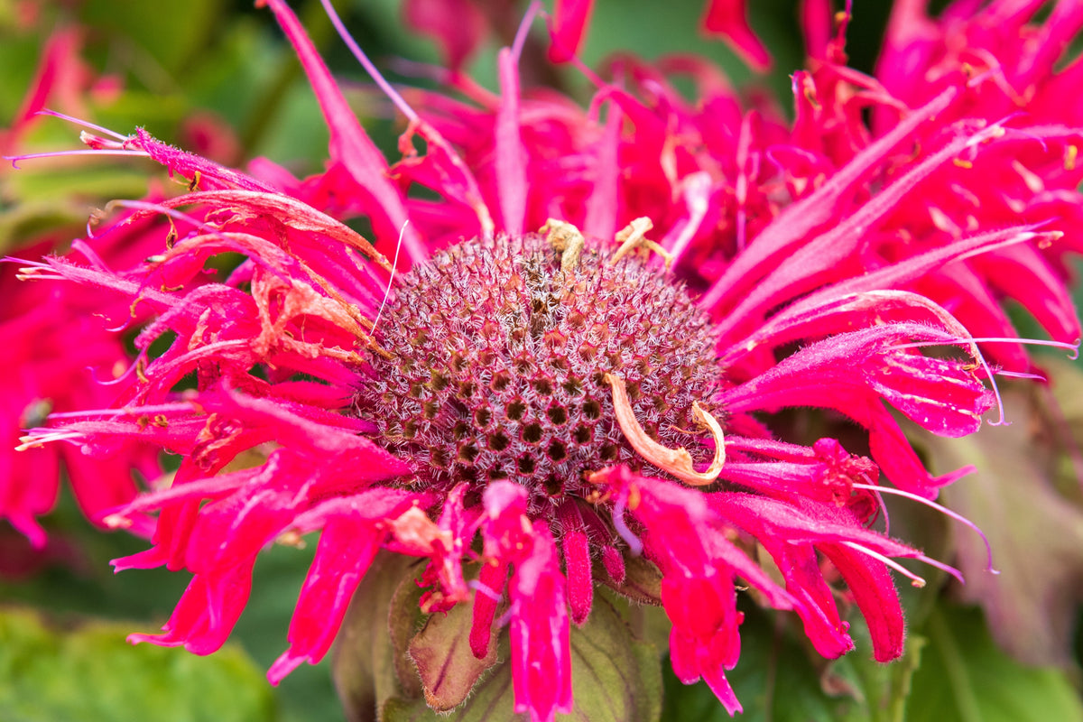 25 BEE BALM MIX Lemon Hummingbird Mint Monarda Didyma Mixed Colors Scarlet, Red, Pink, Purple, Spotted, & Salmon Flower Seeds