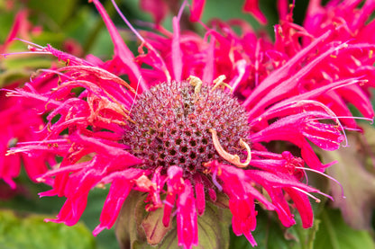 25 BEE BALM MIX Lemon Hummingbird Mint Monarda Didyma Mixed Colors Scarlet, Red, Pink, Purple, Spotted, & Salmon Flower Seeds