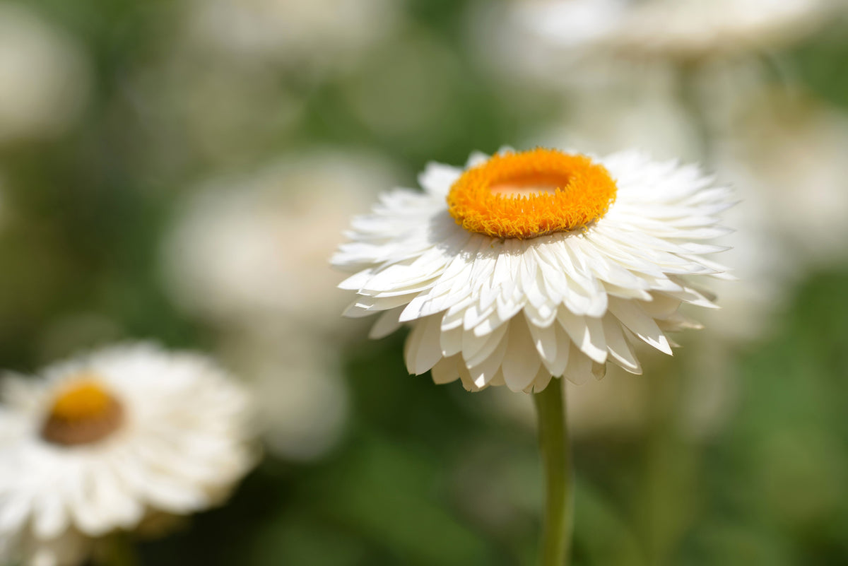 100 WHITE DOUBLE STRAWFLOWER Helichrysum Monstrosum Xerochrysum Bracteatum Flower Seeds